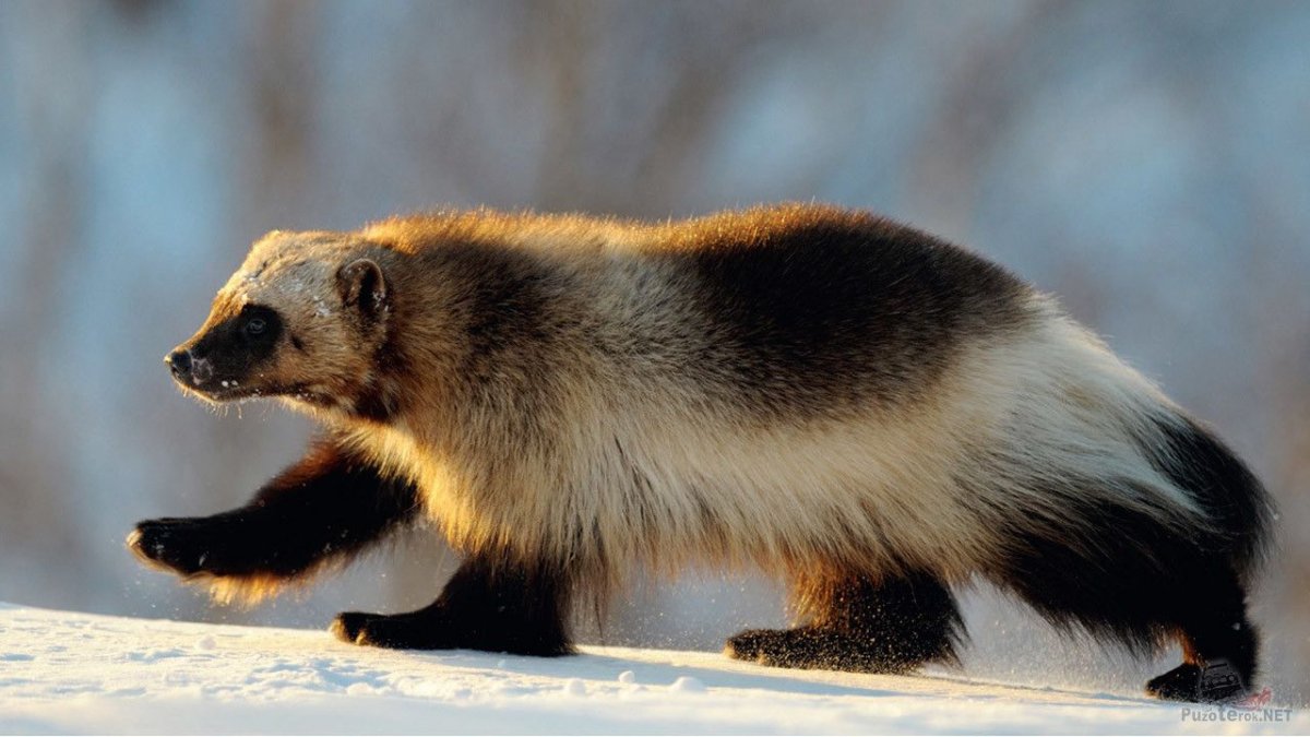 Байкальский Баргузинский Соболь
