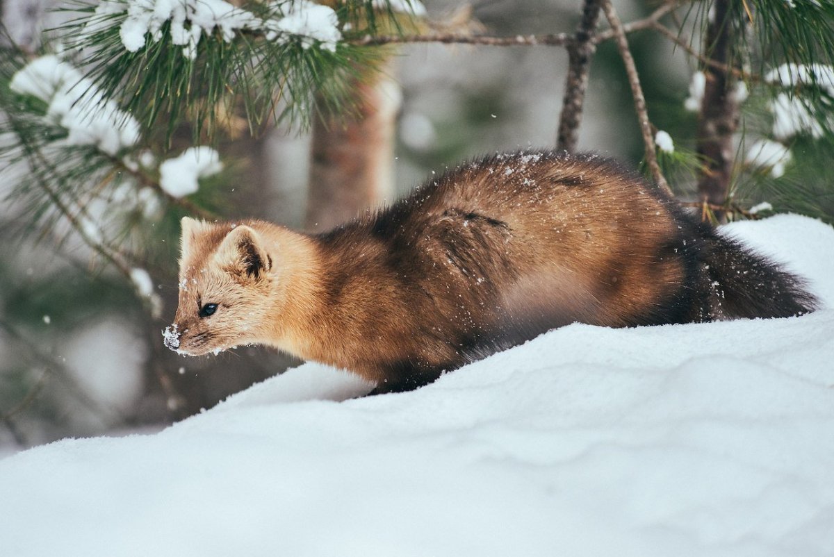Благородный олень Баргузинский заповедник
