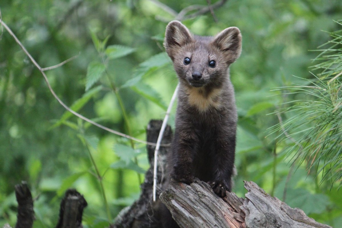 Соболь - martes zibellina