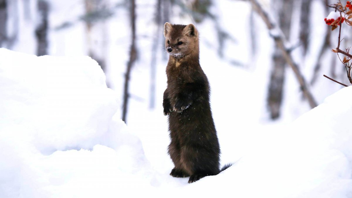 Фауна Тайга Соболь