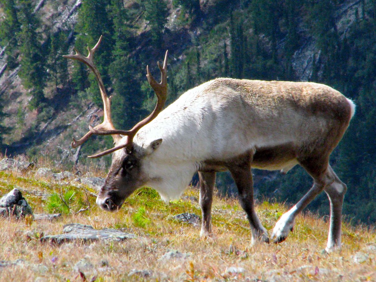 Млекопитающие баргузинского заповедника