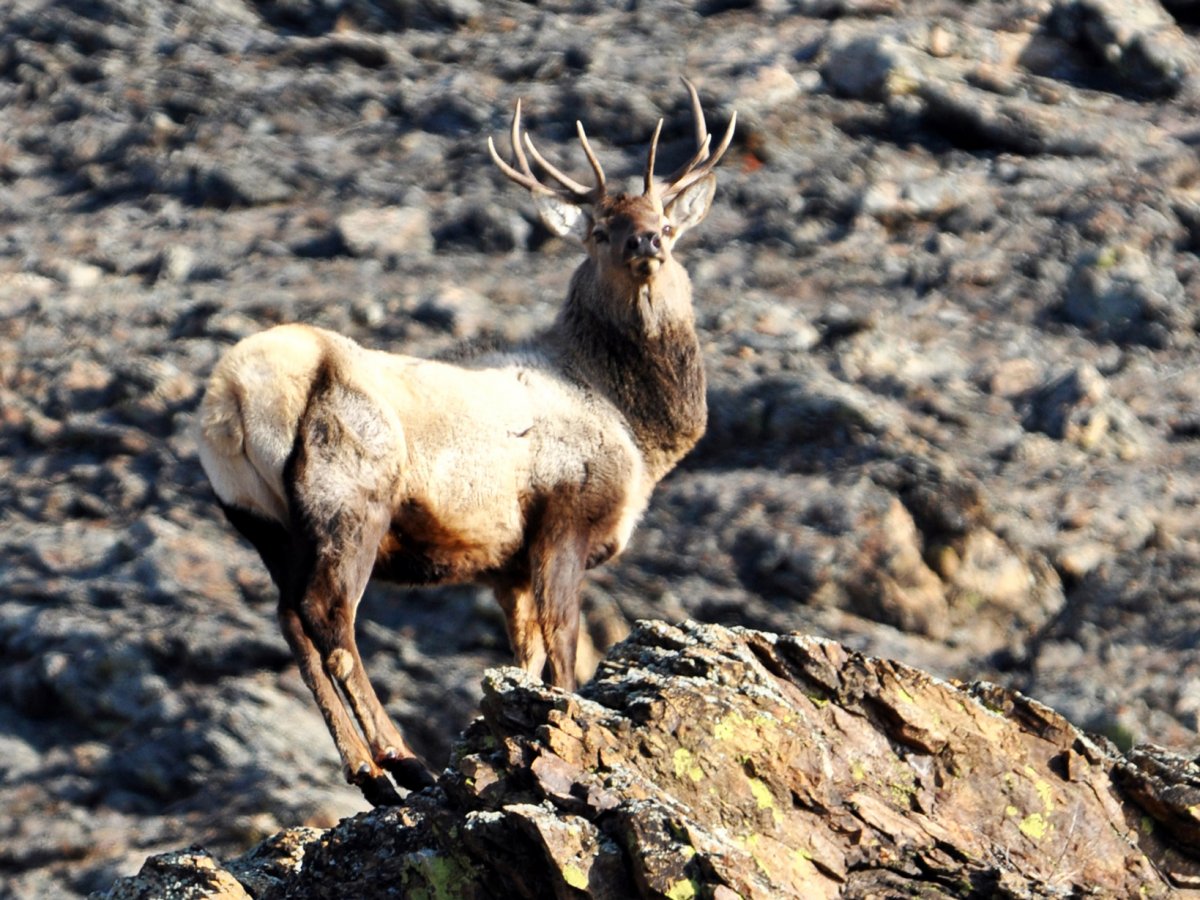 Баргузинский заповедник бурундук