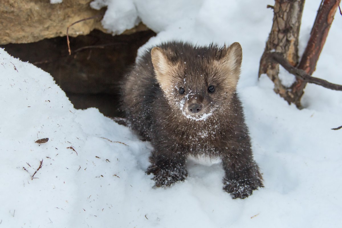 Баргузинский заповедник фауна