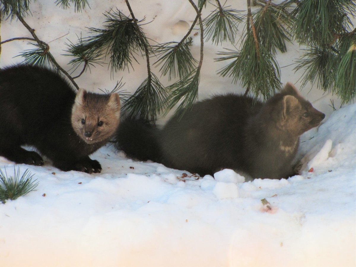 Байкальский тюлень Нерпа