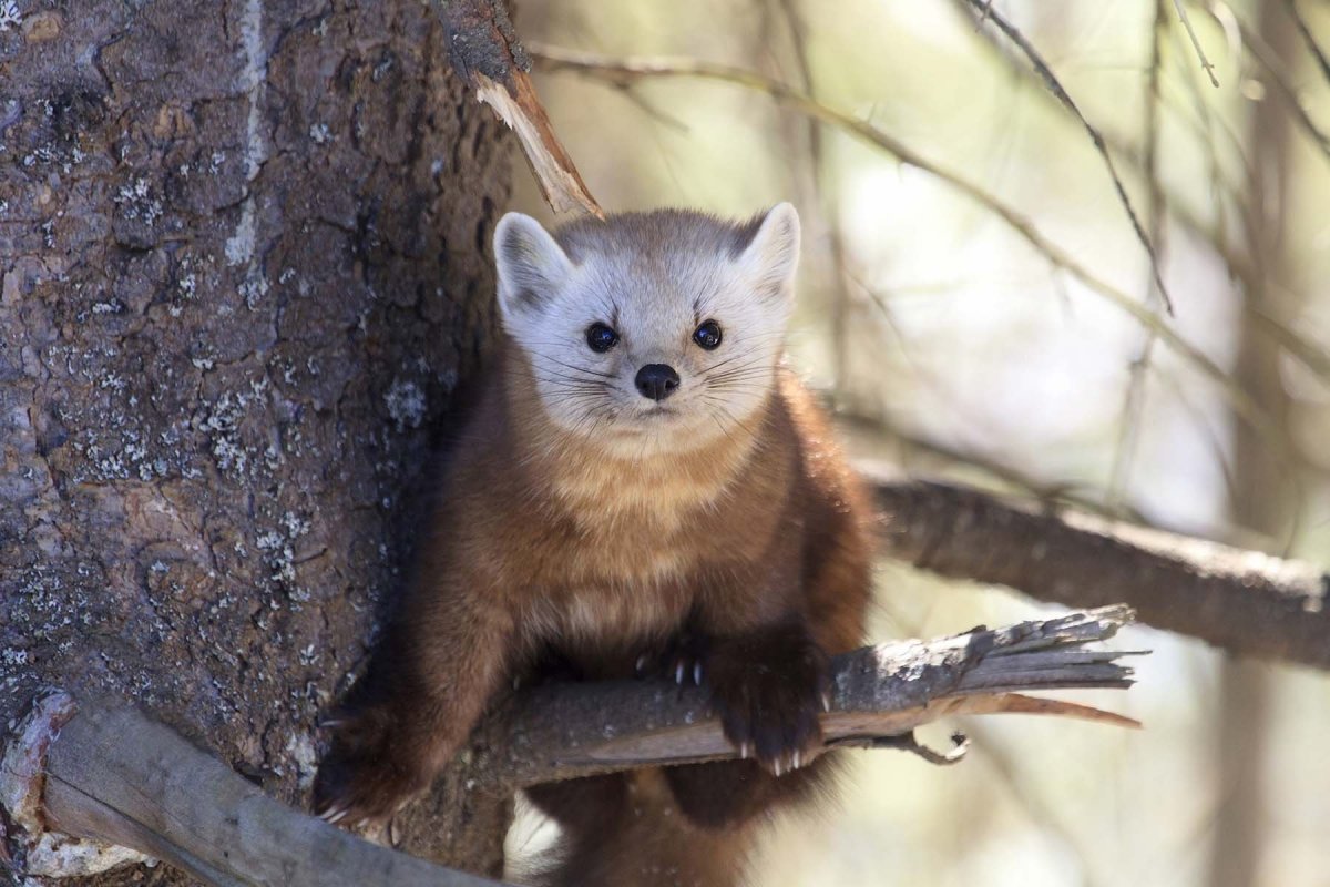 Баргузинский заповедник Северный олень