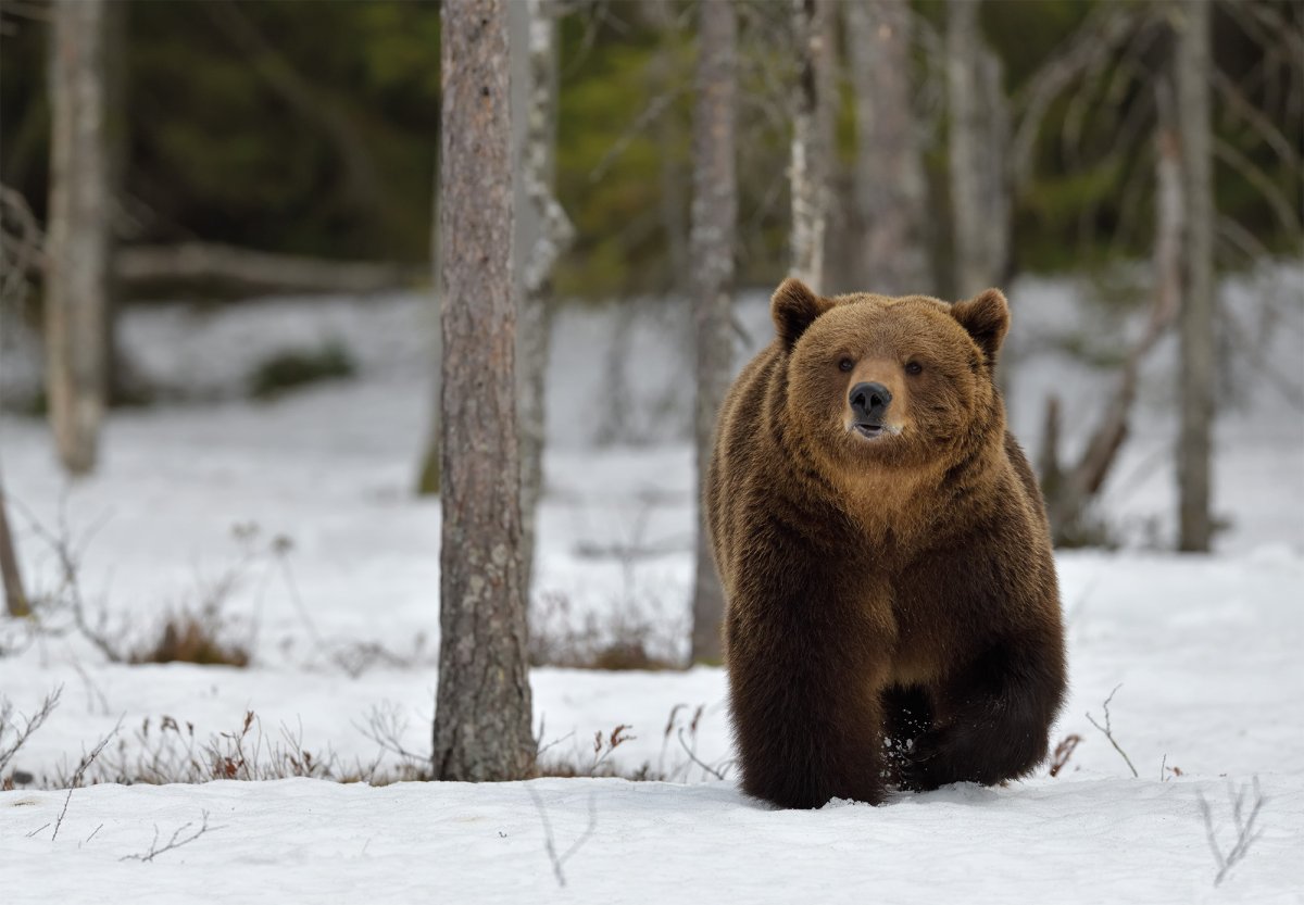 Баргузинский заповедник бурый медведь