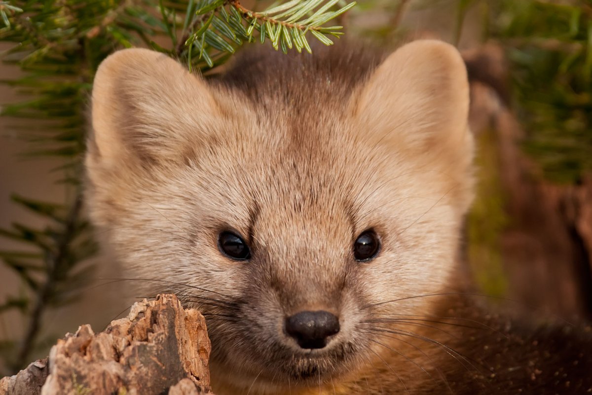 Соболь - martes zibellina