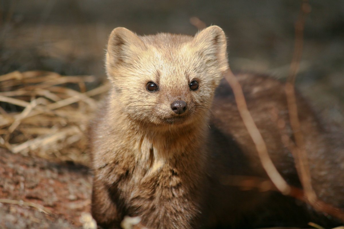 Амурский Соболь