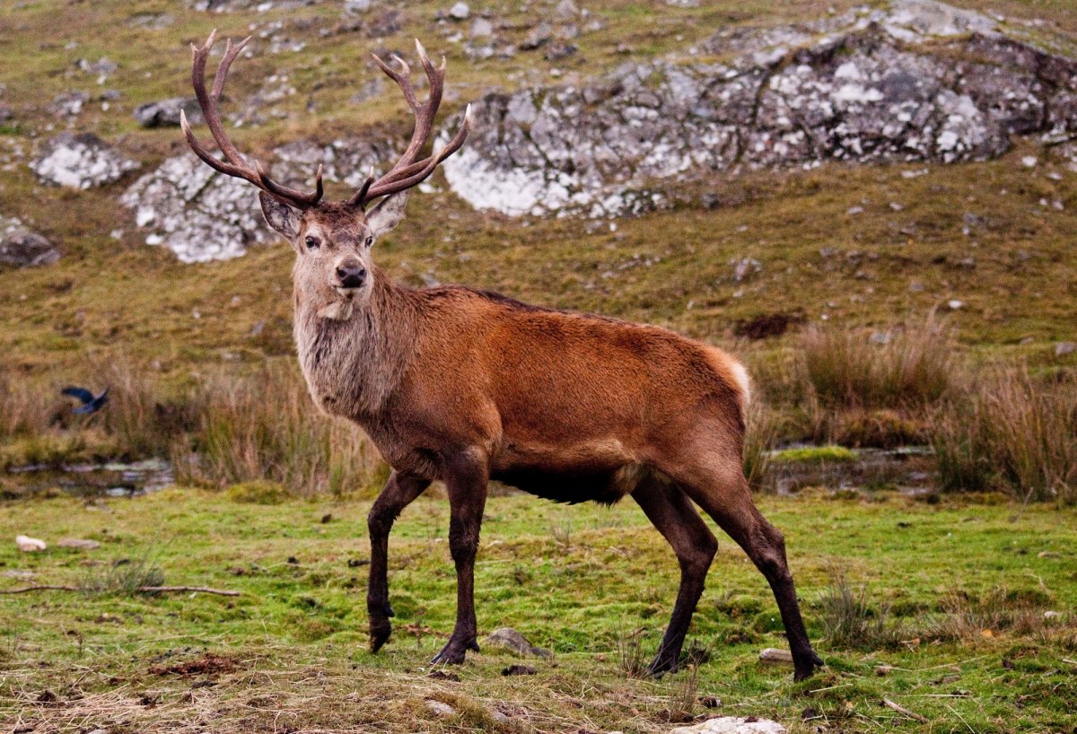 Баргузинский заповедник бурый медведь