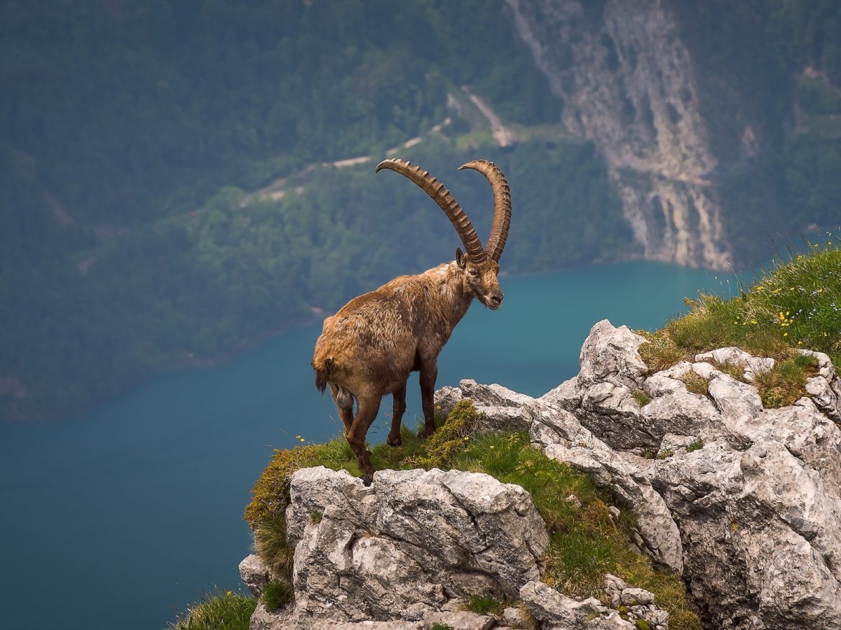 Гималайский горный козел