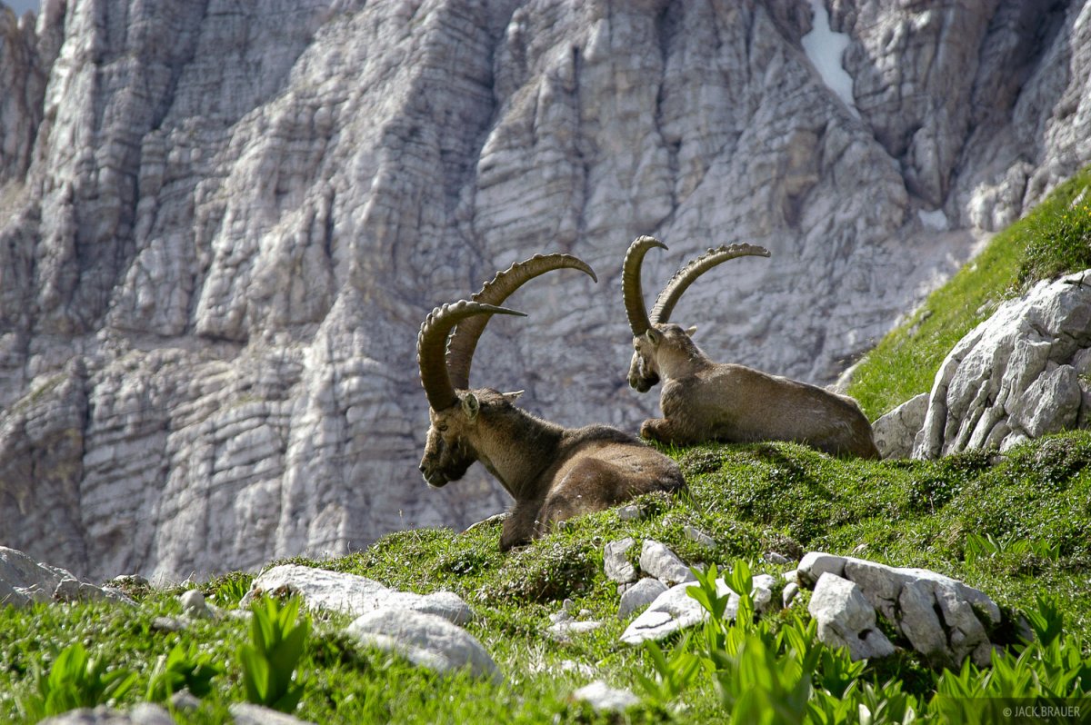 Словения животный мир