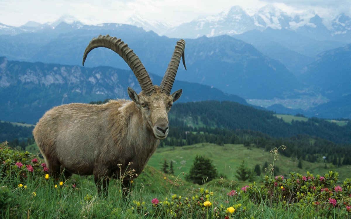 Альпийский Ибекс