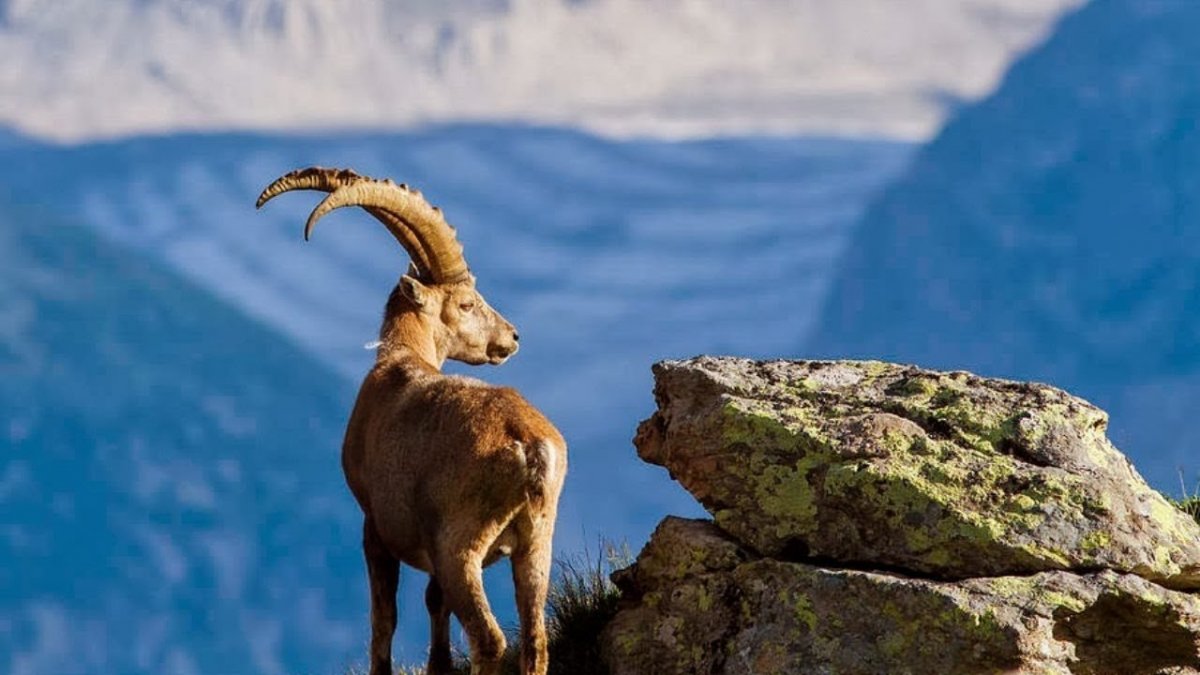 Горных Козлов (Capra)