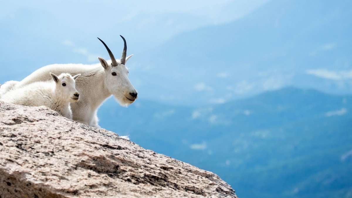 Горная коза Тускани