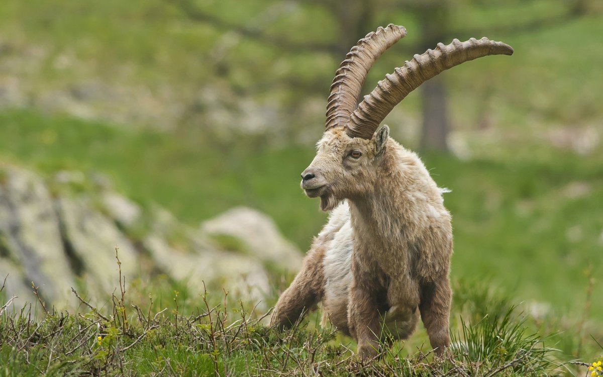 Альпийский козел