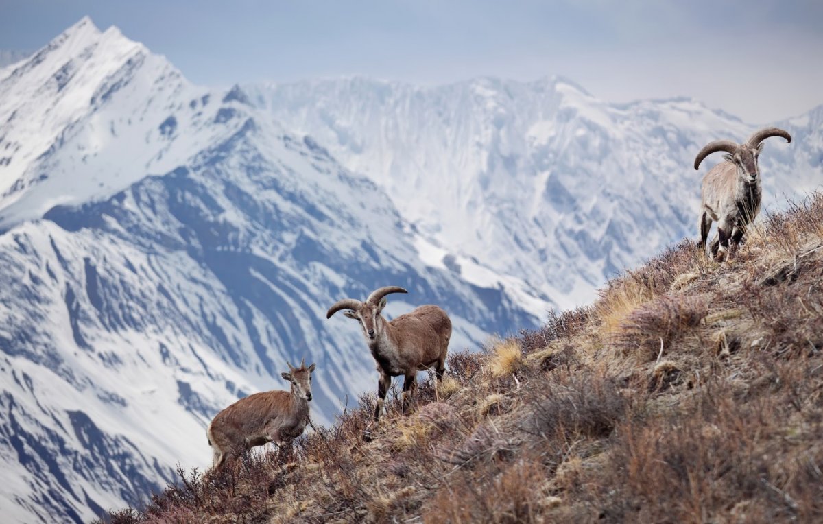 Горный козел Гималаи