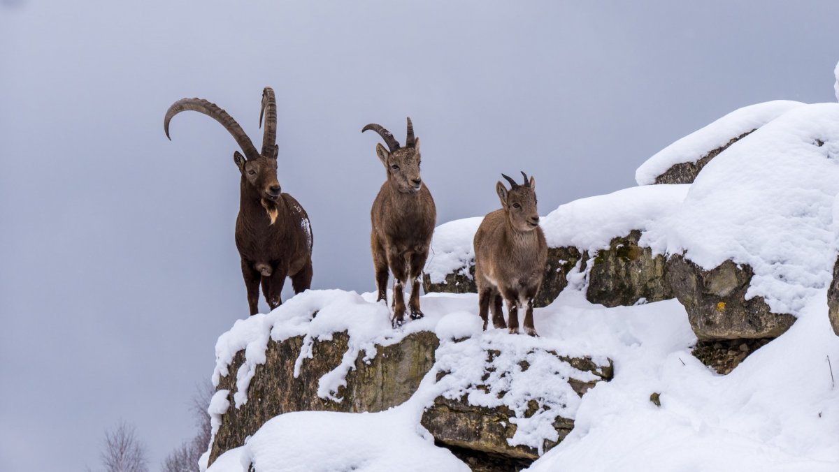 Сибирский снежный козел