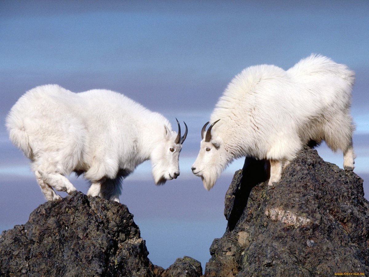 Снежная коза Северной Америки