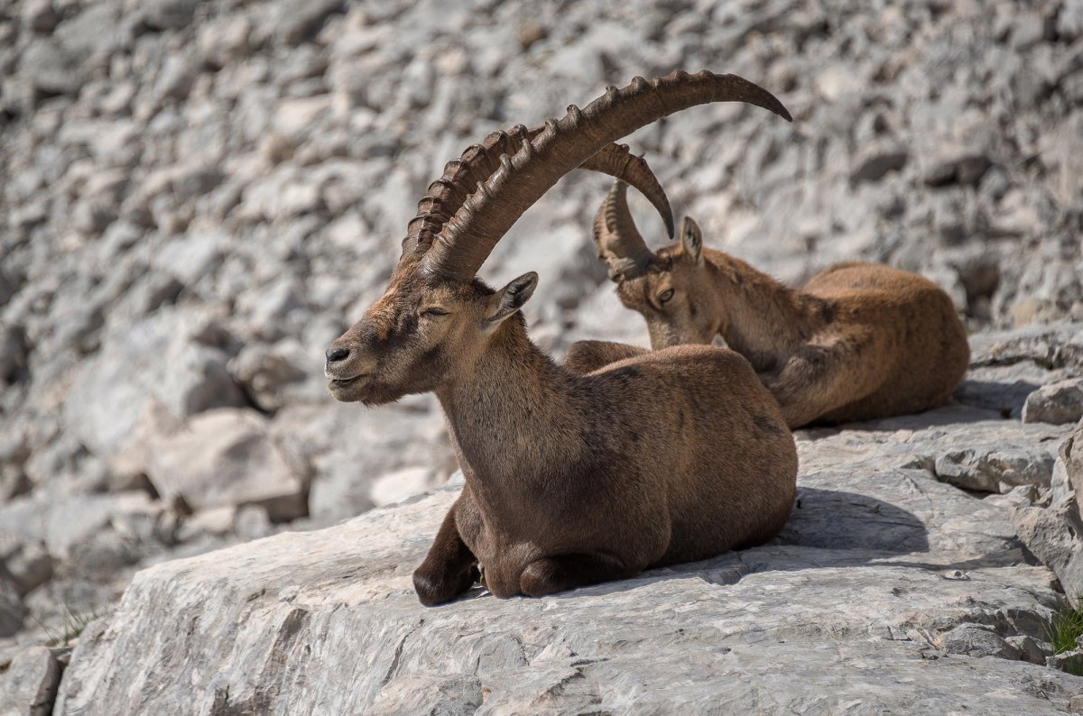 Альпийский горный козёл Ибекс