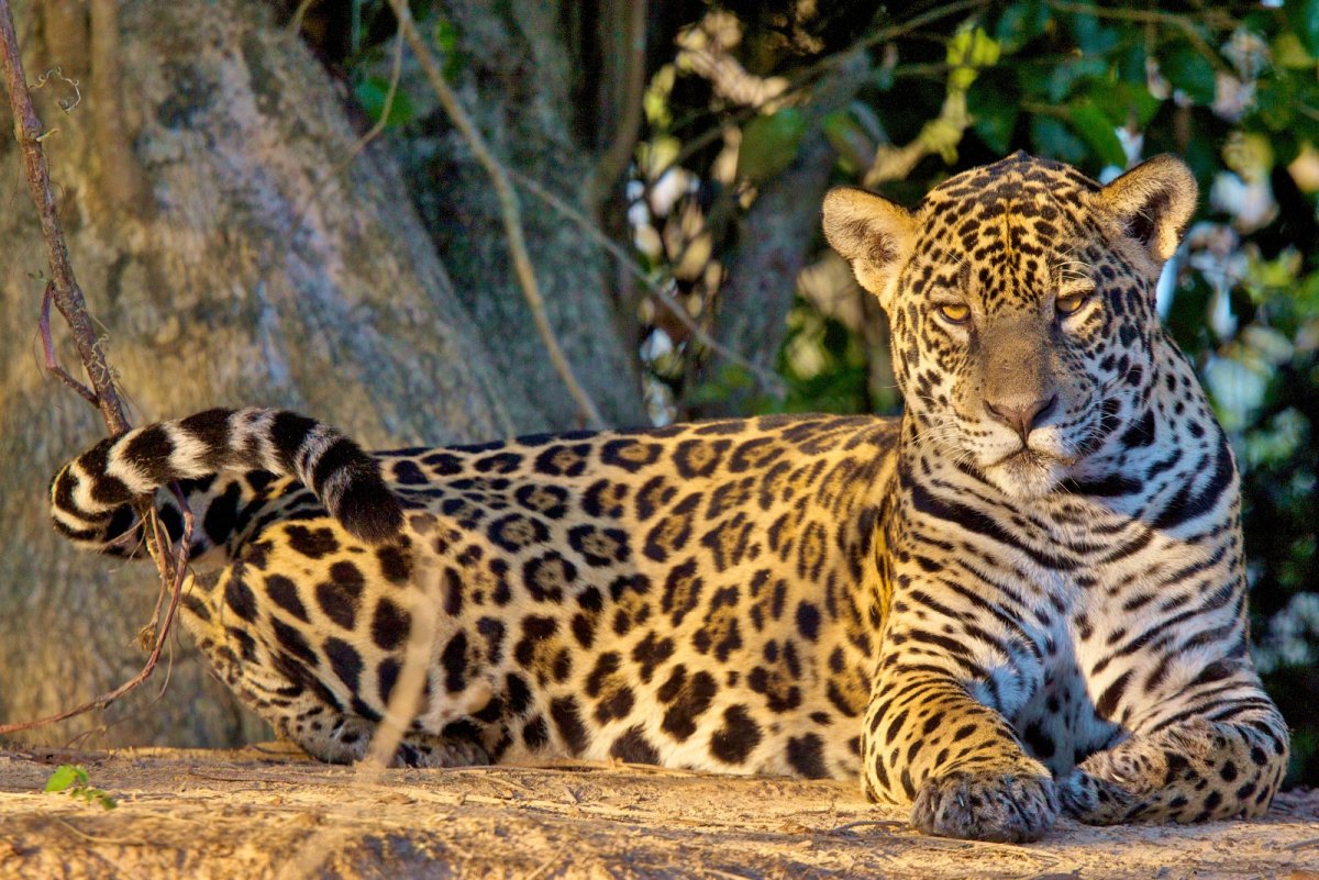 Ягуар амазонки