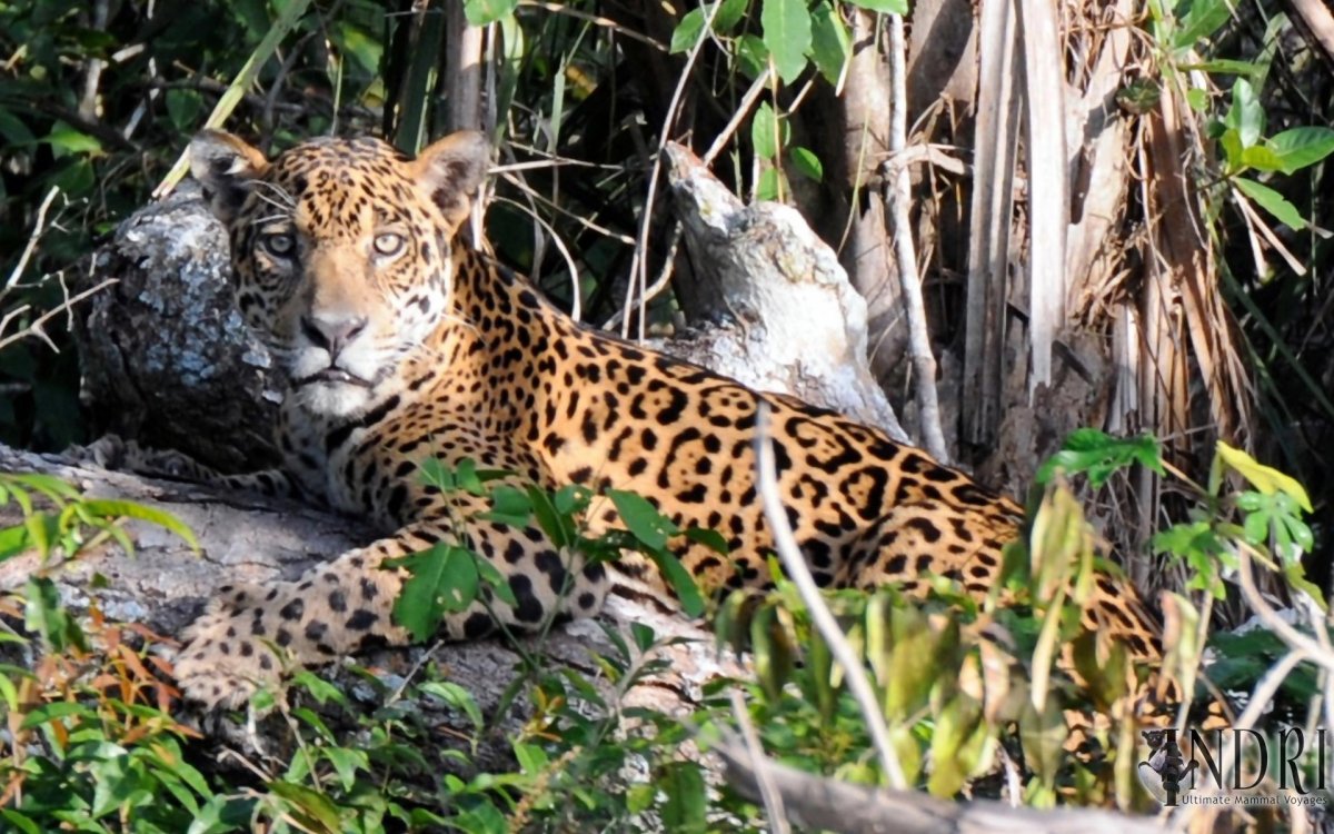 Коста Рика Оцелот