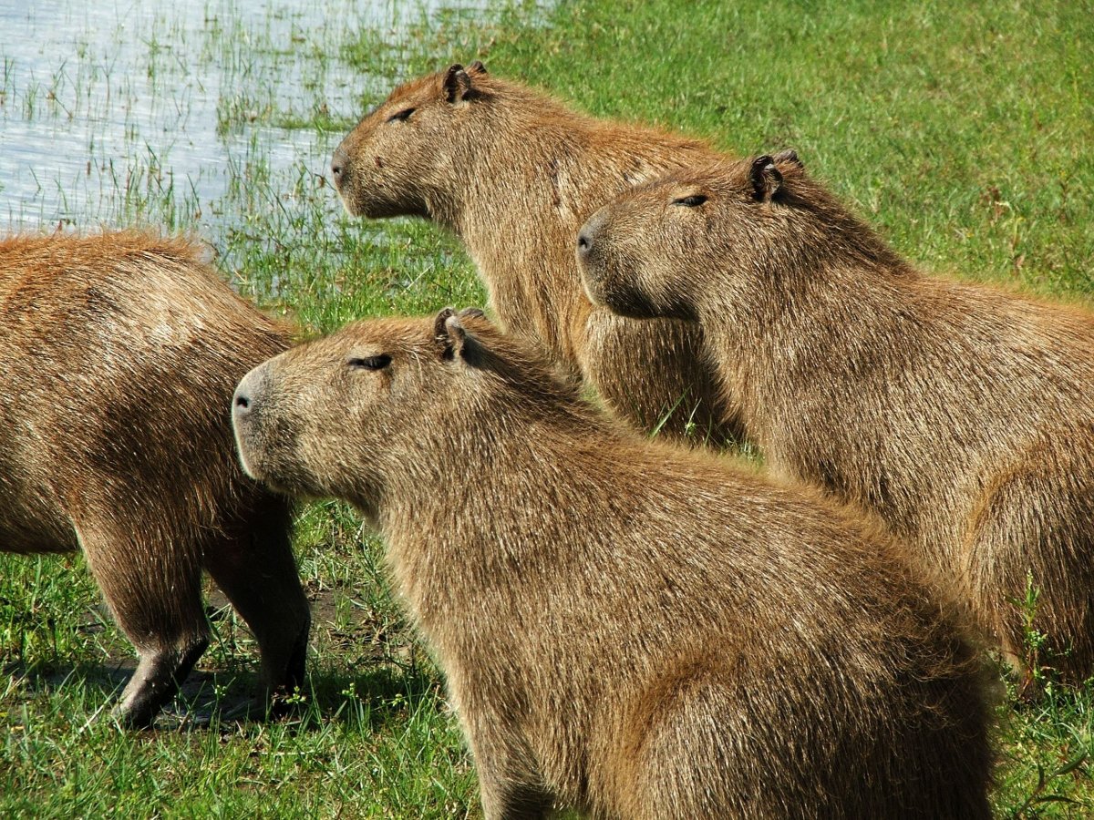 Тапиры Южной Америки