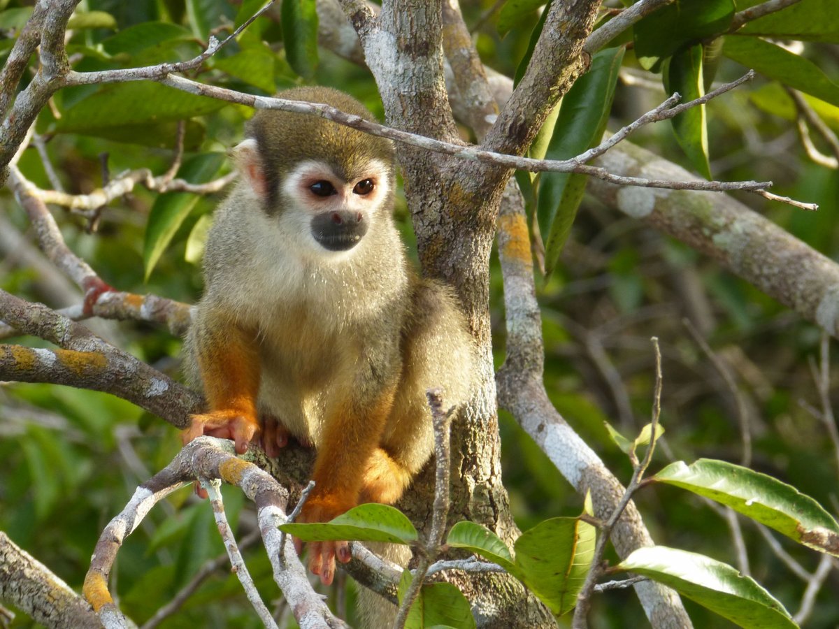 Ямайская кольцехвостая игуана