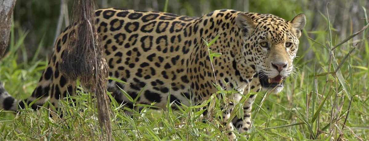 Сельва туканы