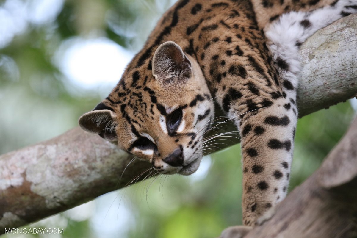 Сергей Микульский фотосессия амазонки