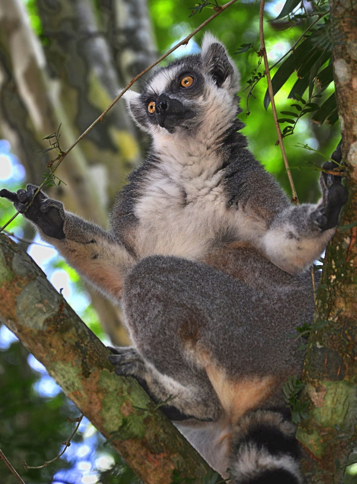 Суматранский тигр в дикой природе