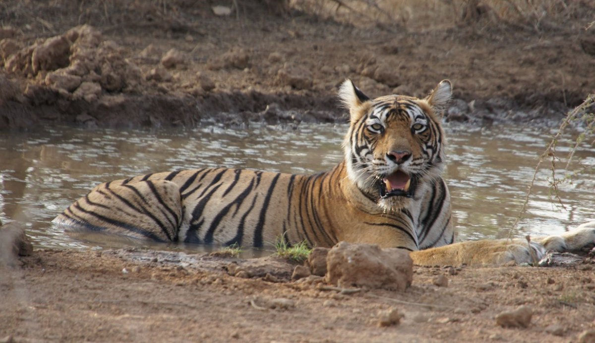 Амазония Бразилия фауна