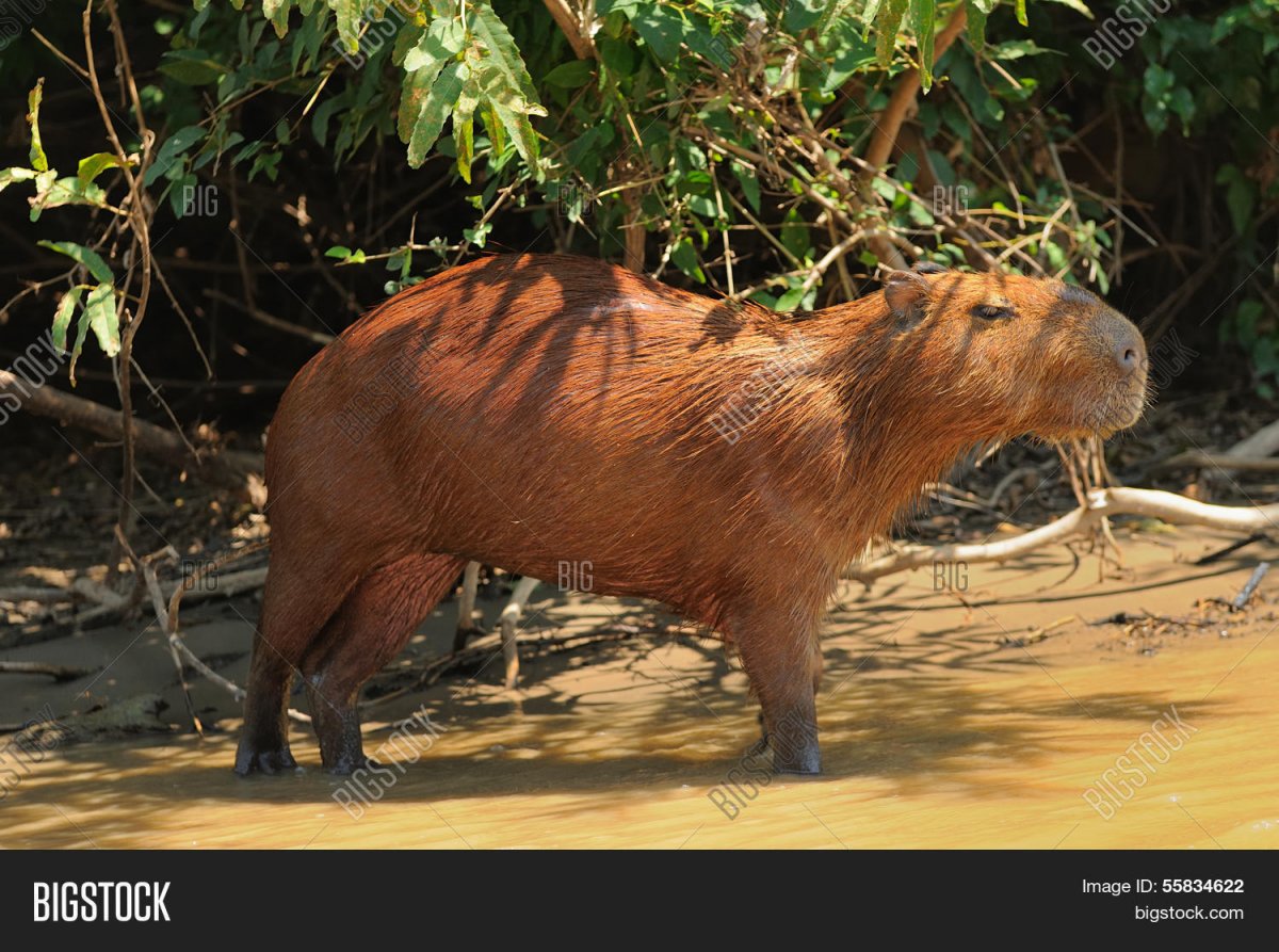 Живность амазонки
