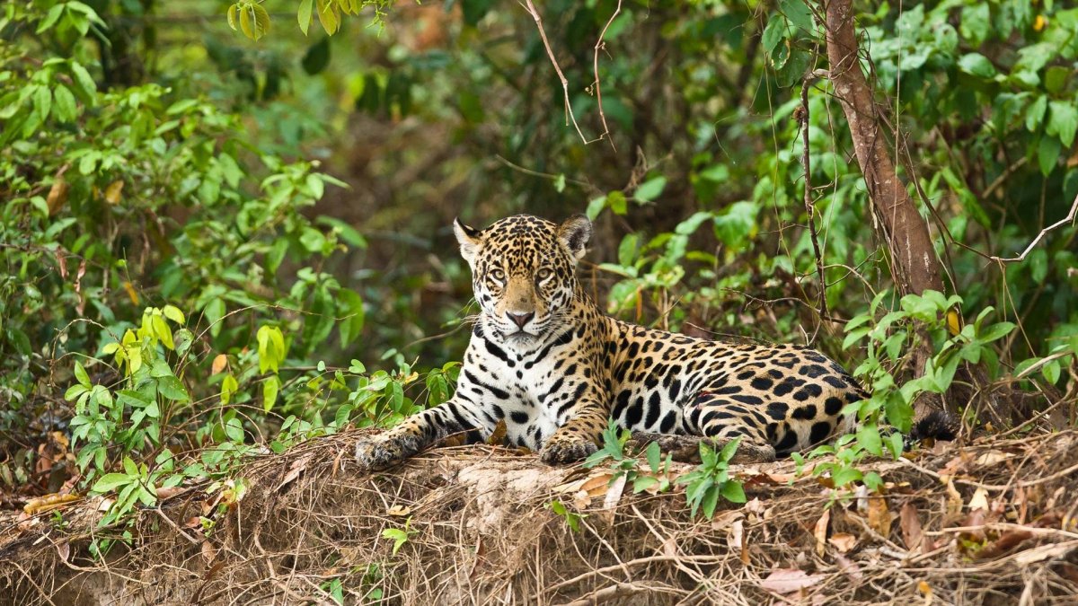 Южноафриканский леопард