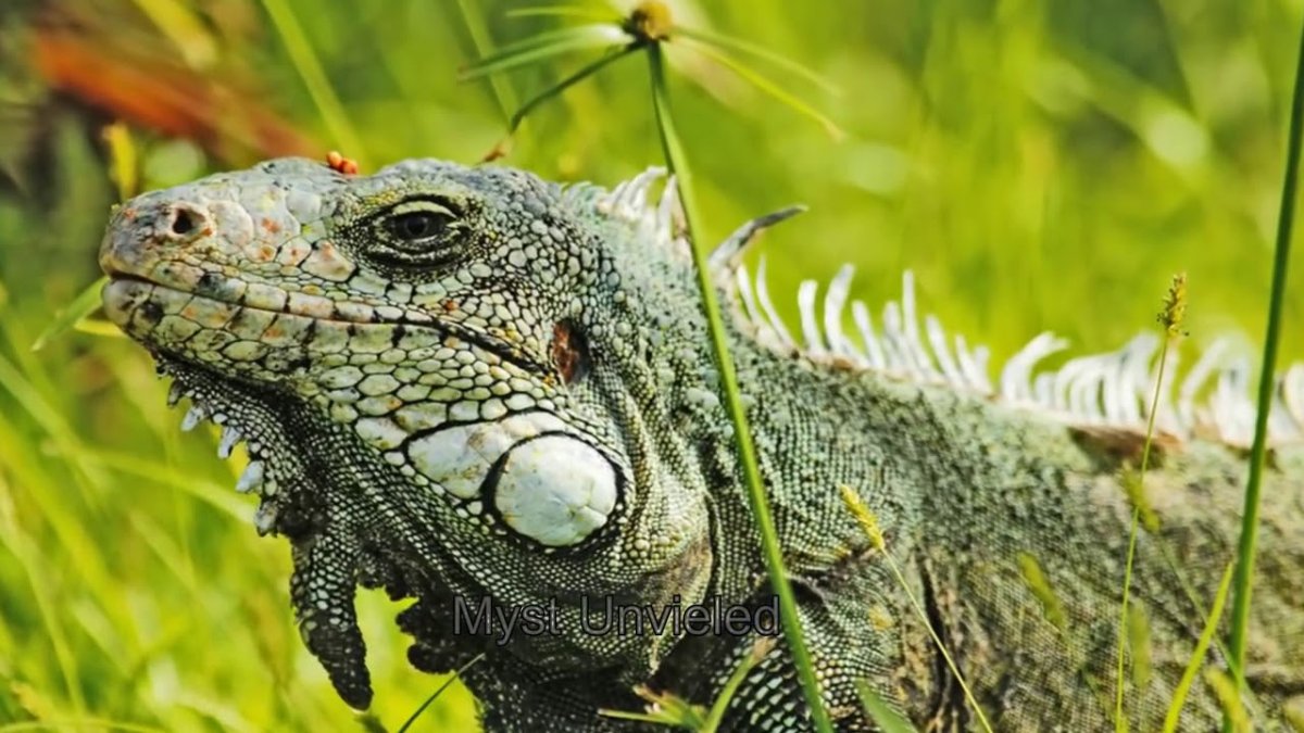 Сельва Амазон птица