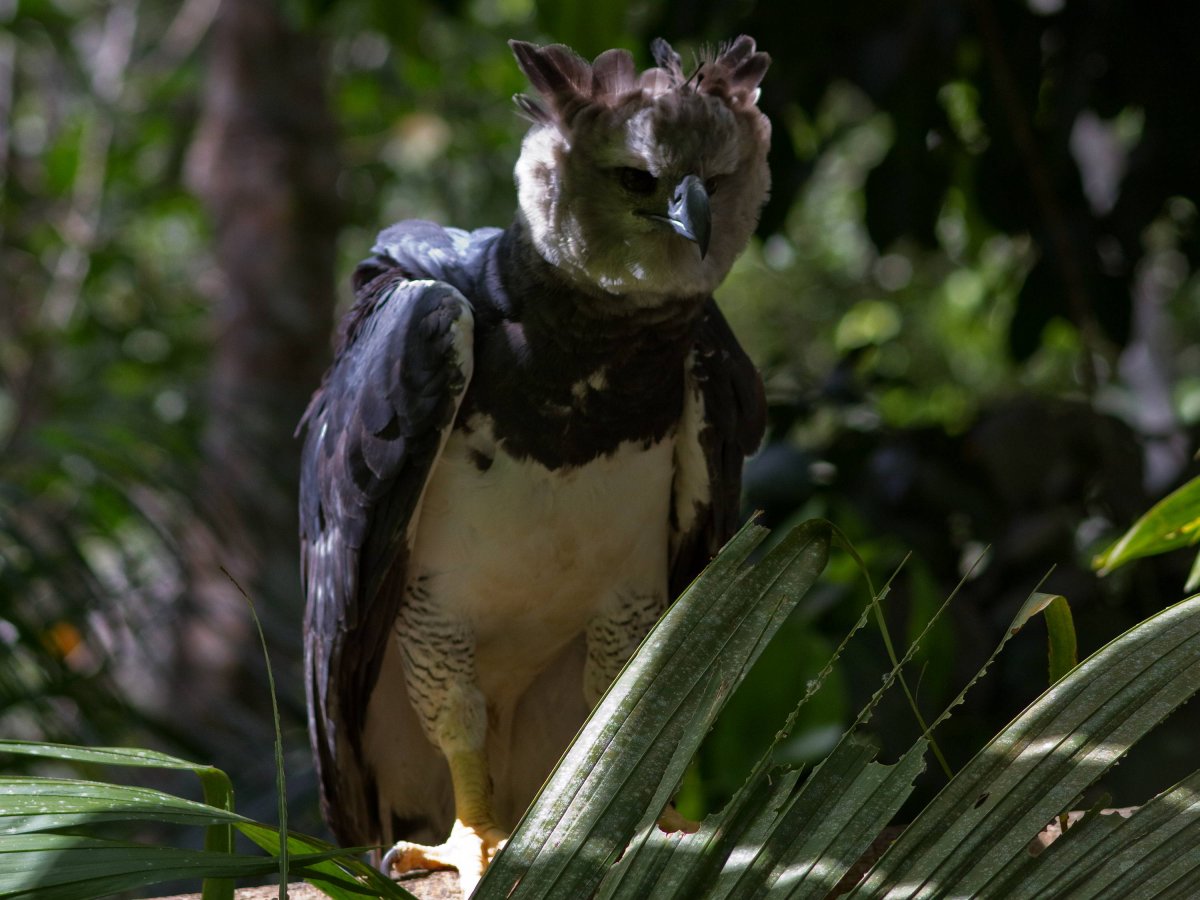 Ягуар амазонки