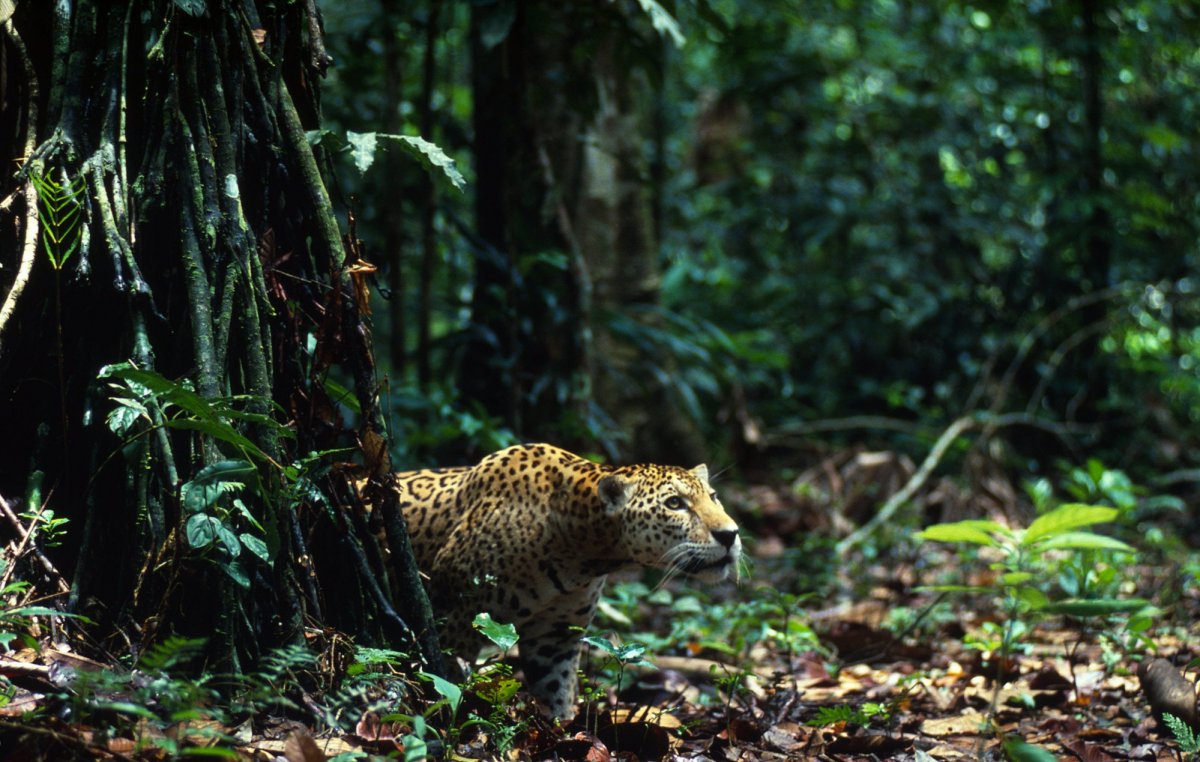 Анатолийский леопард