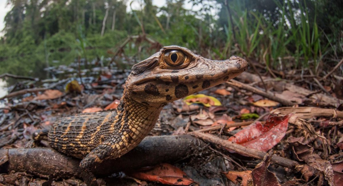 Богиня Диана воительница