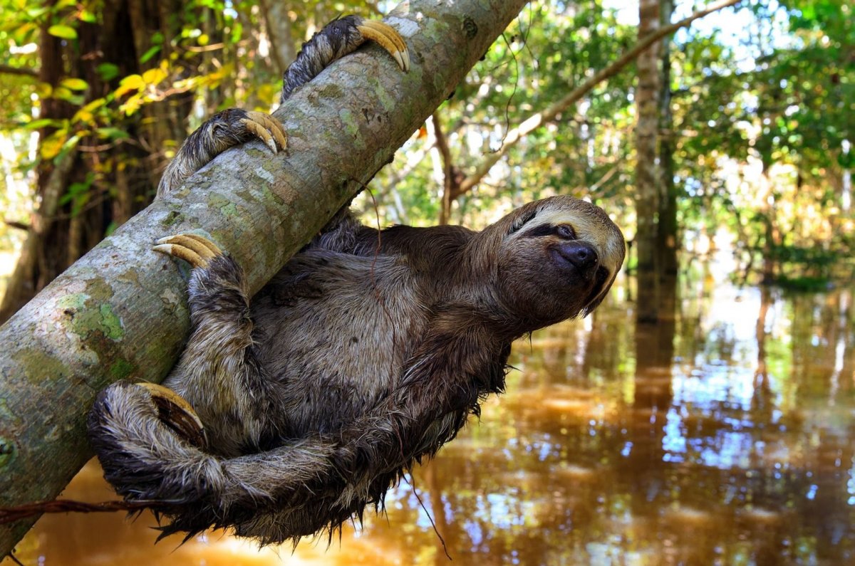 Анаконда змея