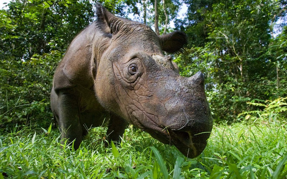 Чёрный Кайман крокодил