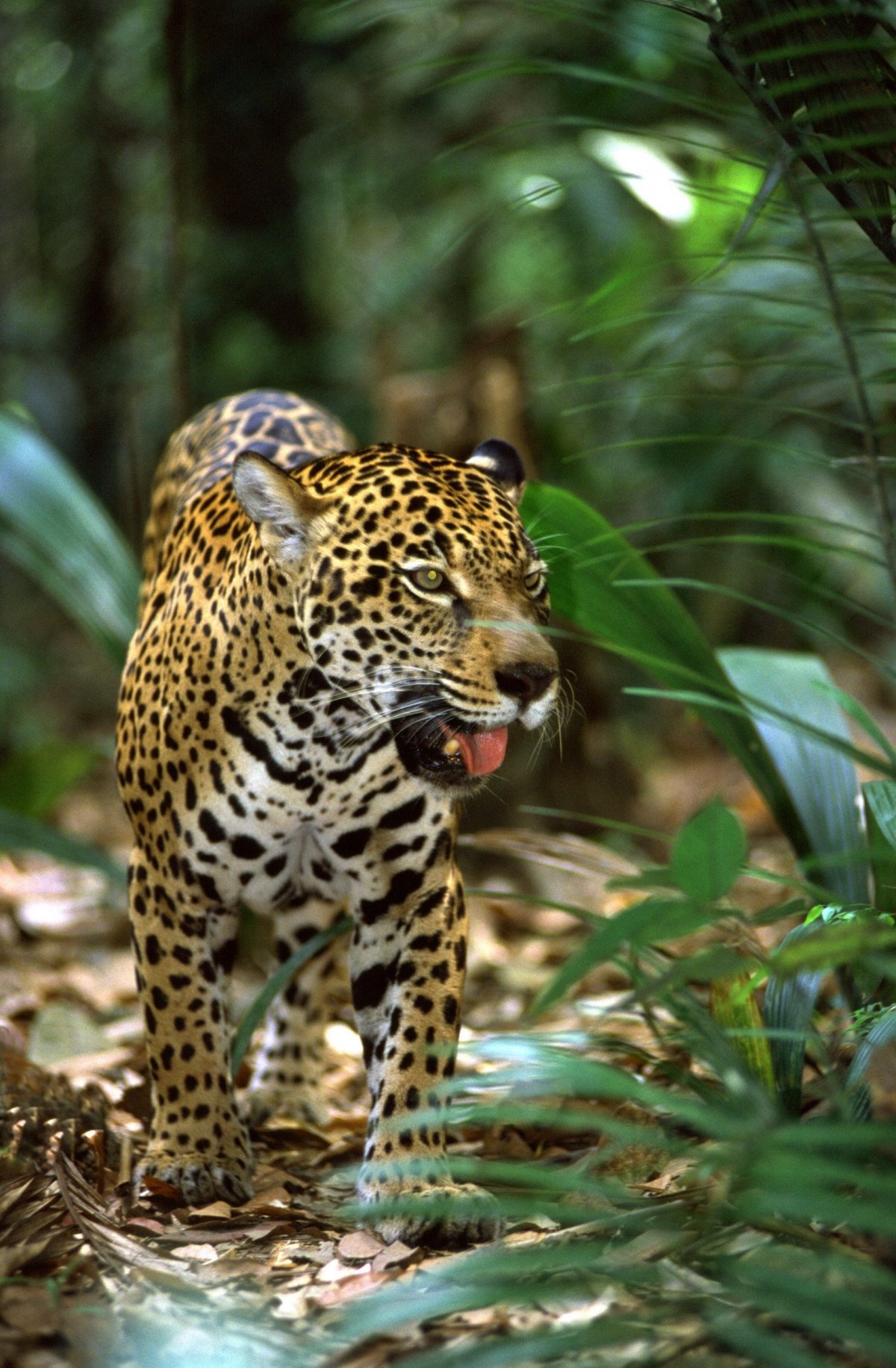 Тропические леса амазонки фауна