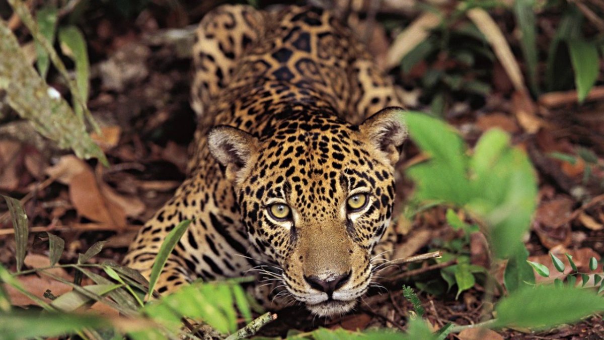 Девушка Амазонка в джунглях