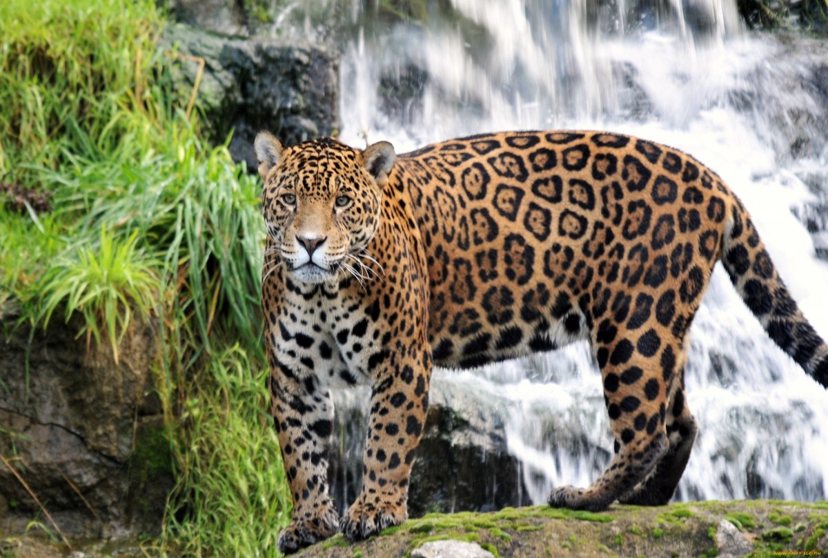 Боливия капибара