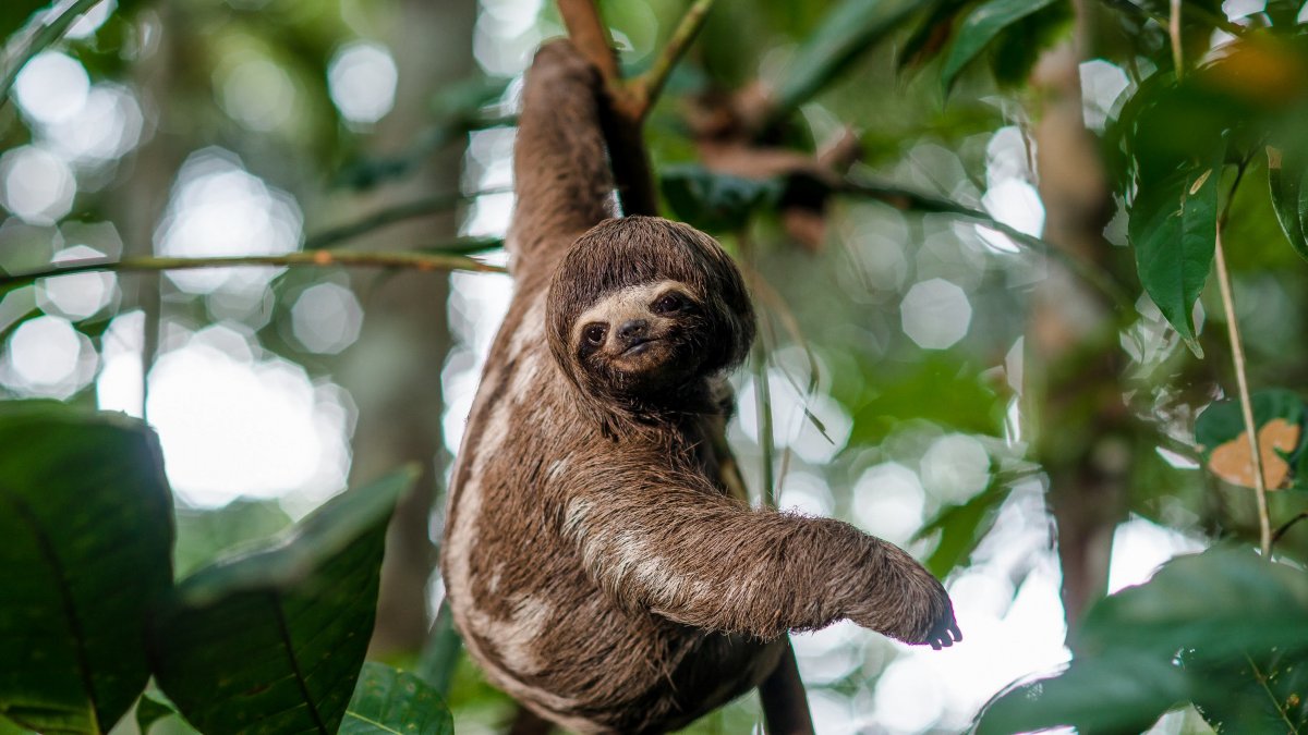 Игуана саламандра