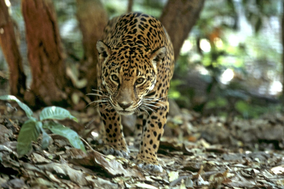 Ягуар в сельве