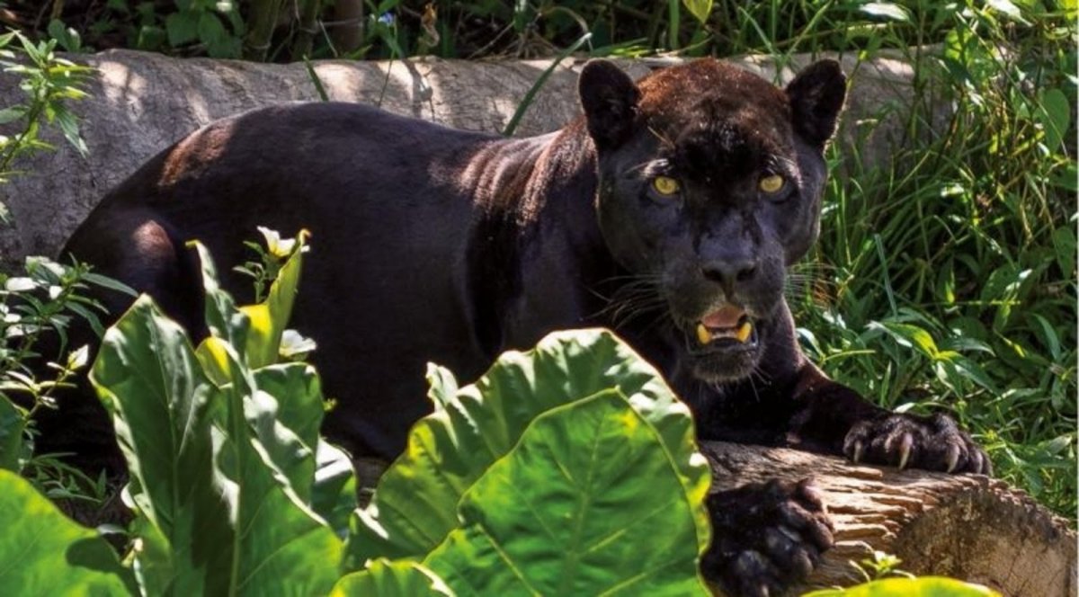 Животные амазонки для детей