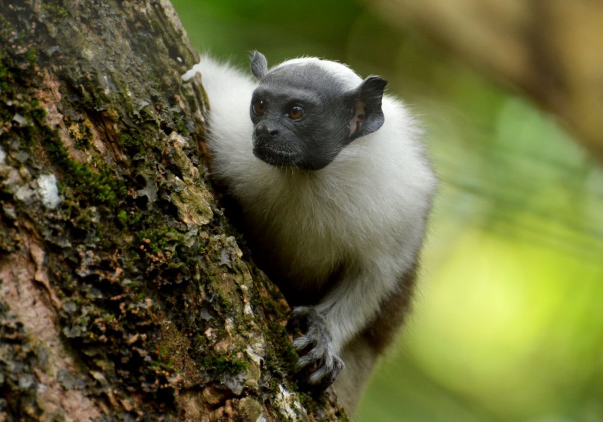 Тапир амазонки