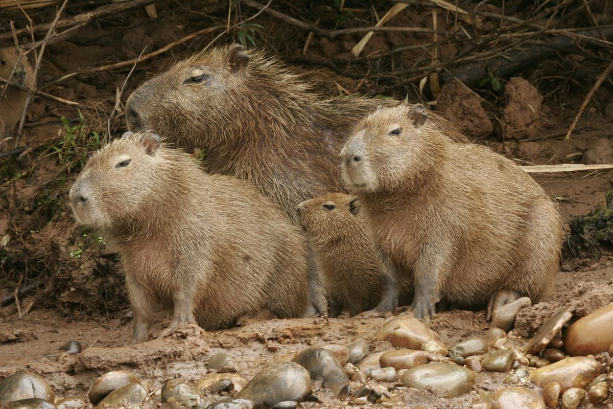 Река Амазонка змея Анаконда