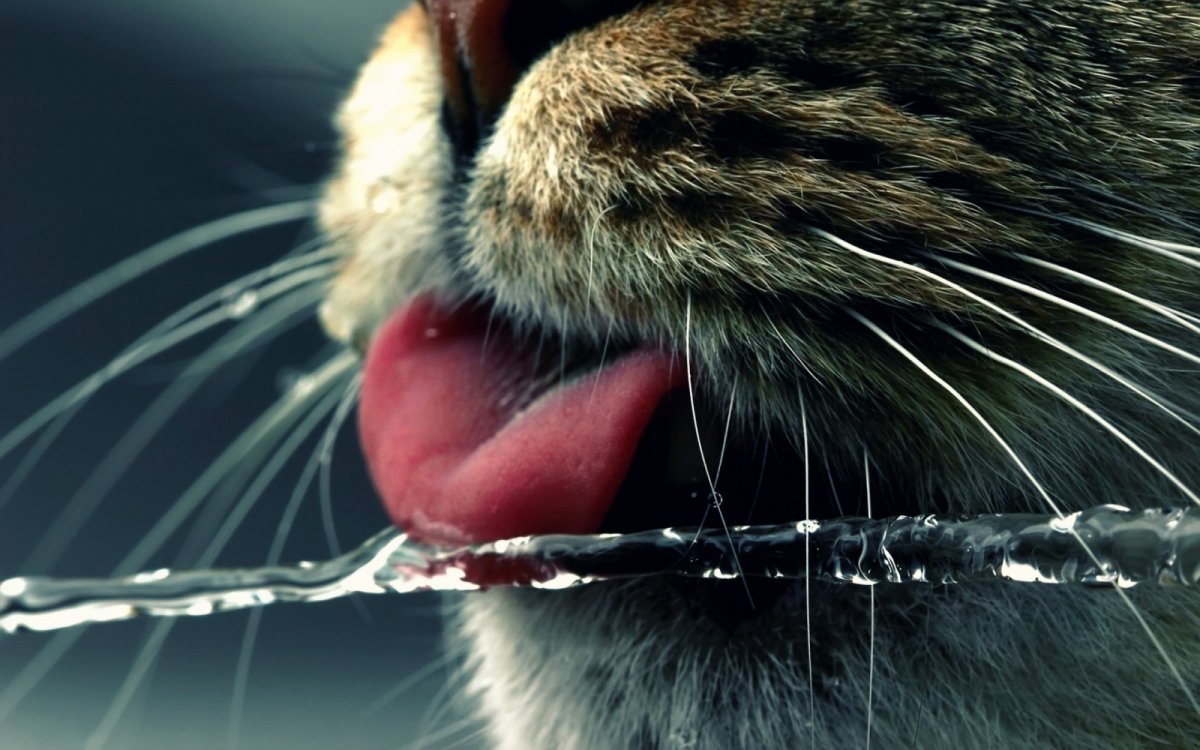 Язык кошки Макросъемка