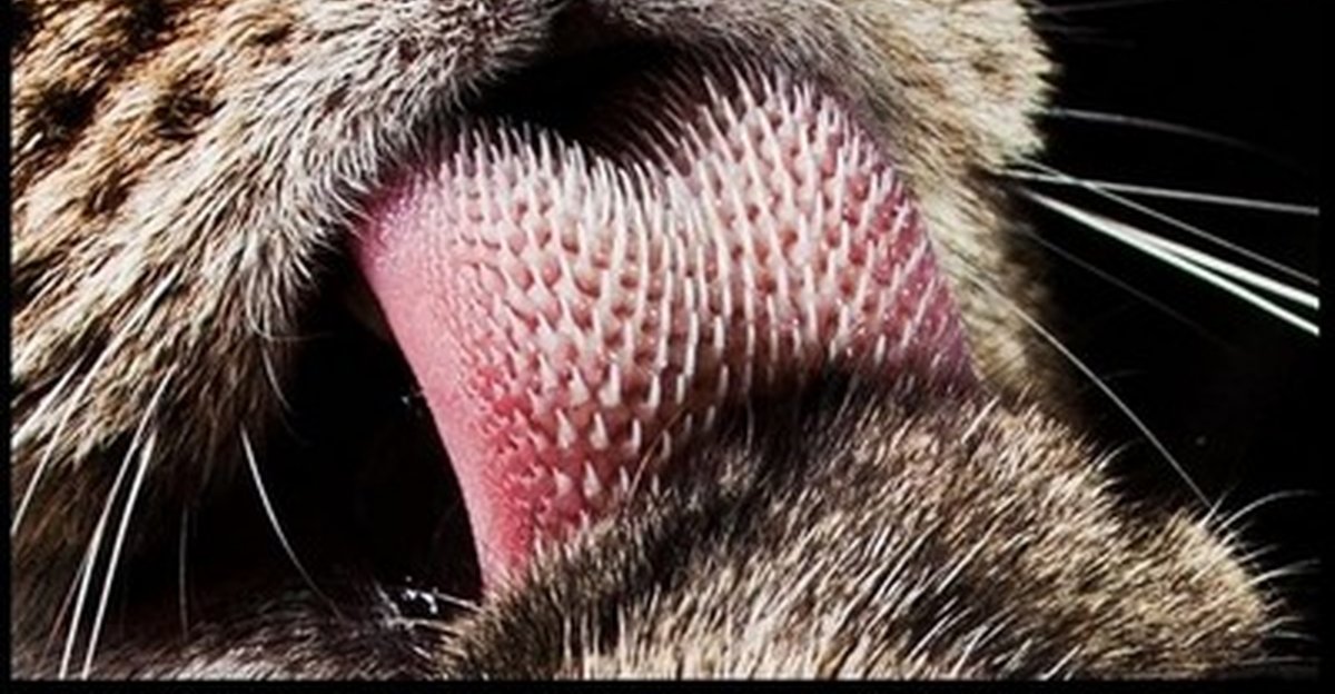 Кошкин язык под микроскопом