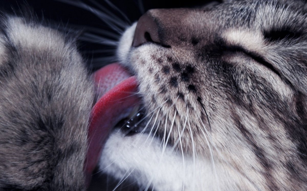 Кот с языком в трубочку